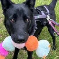 Cleverer Max will aufs Land, Hund zur Adoption