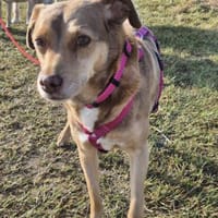 Bess - freundlich und zurückhaltend, Hündin zur Adoption