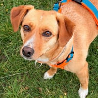 Dalila-neugierig-verspielt und lebhaft, Hündin zur Adoption