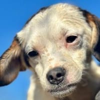 MINOU-zuckersüße Welpen-Hündin, Hündin zur Adoption