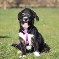 Natina hat endlose Liebe zu verschenken!, Hündin zur Adoption