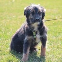 Sidney möchte mit Dir die Welt entdecken, Hund zur Adoption