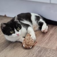 Milka - sucht ihr liebevolles Zuhause!, Katze zur Adoption