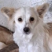 Isara, geb. ca 07/2024, 53879 Euskirchen, Hündin zur Adoption