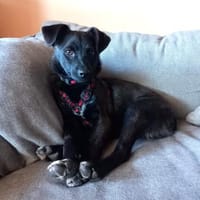 Rio freundlich und verspielt, Hund zur Adoption