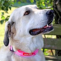 ZIMTSCHNECKE sucht liebevolles Zuhause, Hündin zur Adoption