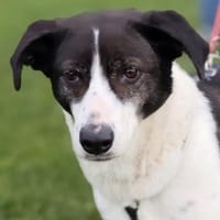 SAMANTHA hofft auf ihre Familie, Hündin zur Adoption