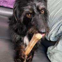 Bonus der Anhängliche, Hund zur Adoption