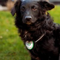 Ace such seine Herzensmenschen..., Hund zur Adoption