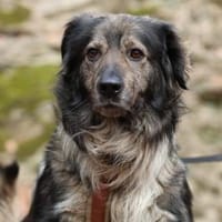 Ein großes Herz namens Sam, Hund zur Adoption