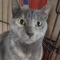 SHAKIRA möchte endlich ankommen, Katze zur Adoption