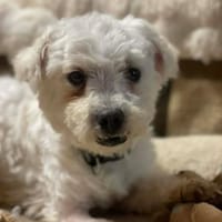 Suse von kettenlos, Hündin zur Adoption