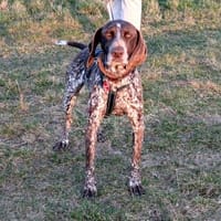 Amira freundlich und verschmust, Hündin zur Adoption