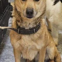 Verträgliche kleine Nelly sucht zuhause, Hündin zur Adoption