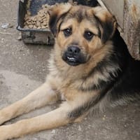 Nelson, Katzenfreundlicher Junghund, Hund zur Adoption