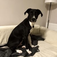 Intelligenter Pablo sucht Familie, Hund zur Adoption