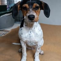 Gelen anhänglicher Welpe sucht Sie Alb, Hündin zur Adoption