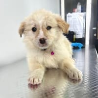 Kaily sucht Ihr Zuhause, Hündin zur Adoption