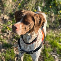 opium, chienne à adopter