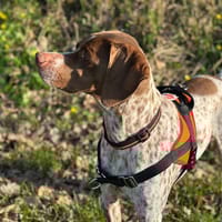 opium, chienne à adopter