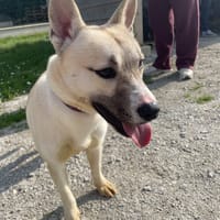 BOOBA Promis, chien à adopter