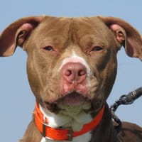 TCHAGA, chien à adopter