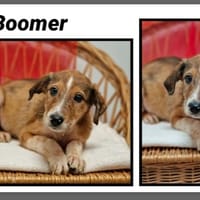 BOOMER (réservé), chien à adopter