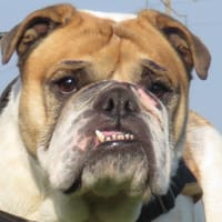 TOKYO, chienne à adopter