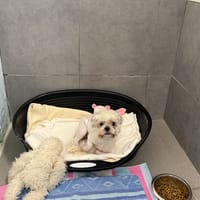 BIRGUITTE VAA, chienne à adopter