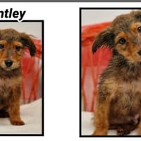 BENTLEY réservé, chien à adopter