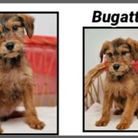 BUGATTI (Réservé), chien à adopter
