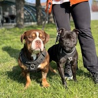 VINNY &amp; CHOCO, chienne à adopter