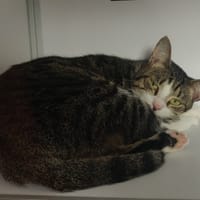 PRUNEAU, chat à adopter