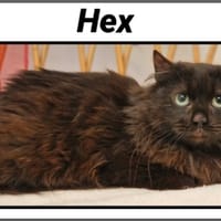 HEX, chat à adopter