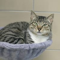 YANG, chatte à adopter