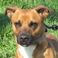 BOOMER, chien à adopter