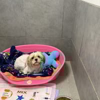 MACARRON VAA, chien à adopter