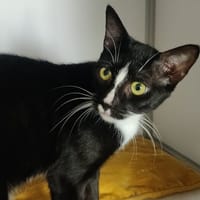 SWAN, chat à adopter