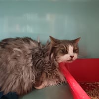 IMALTAR, chatte à adopter