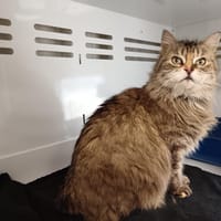 SEMIRAMIS, chatte à adopter