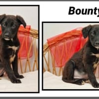 BOUNTY réservé, chien à adopter