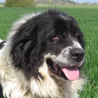 PEPSY, chienne à adopter