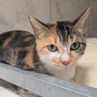VAIANA, chatte à adopter