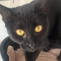 LUA, chatte à adopter