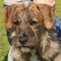 LUMI OAA17175, chien à adopter