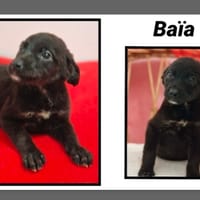 BAÏA réservée, chienne à adopter