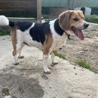 SPYCK, chien à adopter