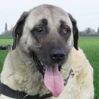 NILLA, chienne à adopter