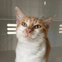 AKIYO, chatte à adopter