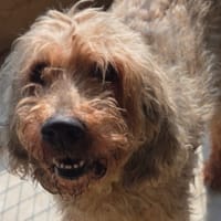 IDDEFIX, chien à adopter